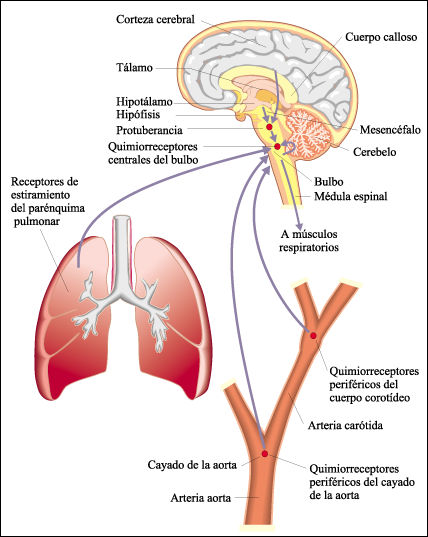 Resultado de imagen para emision de señales ritmicas neuronales de la respiracion