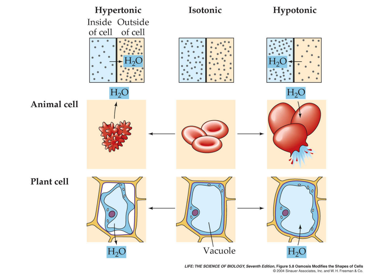 Live a dream... MEDICINE: SOLUCIONES