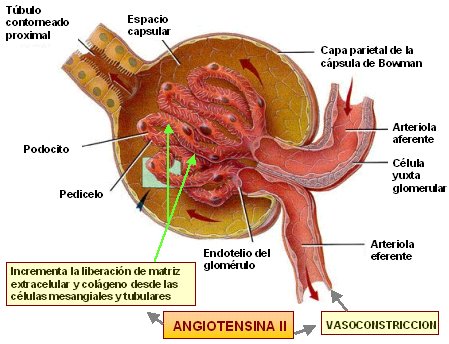 Fisiología: Tema 10. Mecanismos renales de regulación.