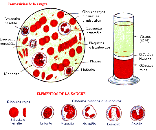 PLASMA RICO EN PLAQUETAS: PLASMA